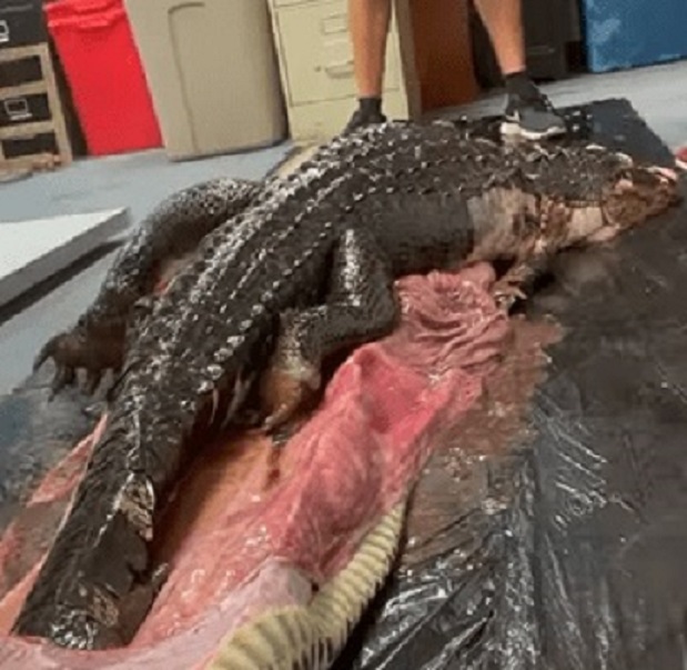 Vídeo: jacaré é retirado intacto de estomago de cobra píton
