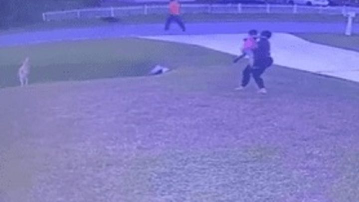 Vídeo: menino de 6 anos é salvo por Pastor Alemão em tentativa de ataque