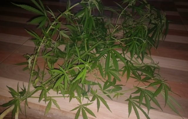 Mulher aluga imóvel e encontra pé de maconha plantado no terreno no extremo oeste