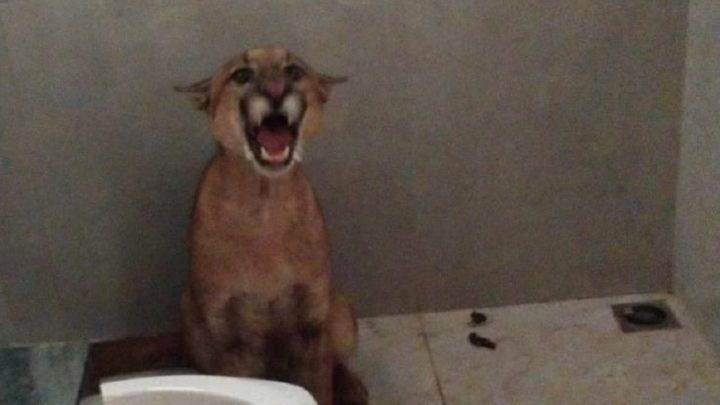 Vídeo: mulher vai ao banheiro de casa e dá de cara com onça-parda