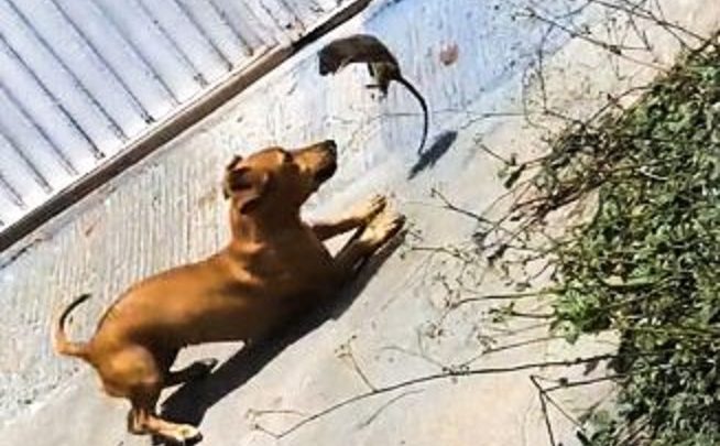 Vídeo: cão ‘sai na mão’ com rato e o final é surpreendente