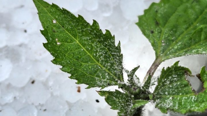 ‘Perdemos 80% da nossa plantação’: agricultores reagem à chuva de granizo na Serra Catarinense