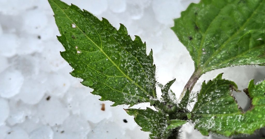 ‘Perdemos 80% da nossa plantação’: agricultores reagem à chuva de granizo na Serra Catarinense