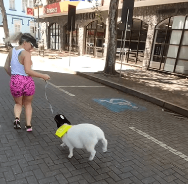 IMAGENS: Animal de estimação inusitado e estiloso chama atenção em Blumenau; veja