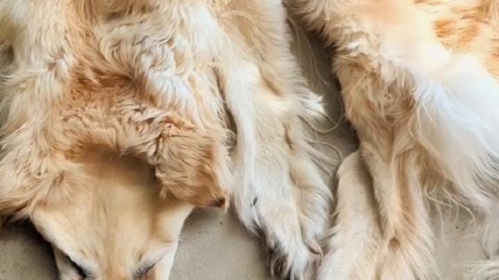 Vídeo: família transforma cachorro de estimação morto em tapete