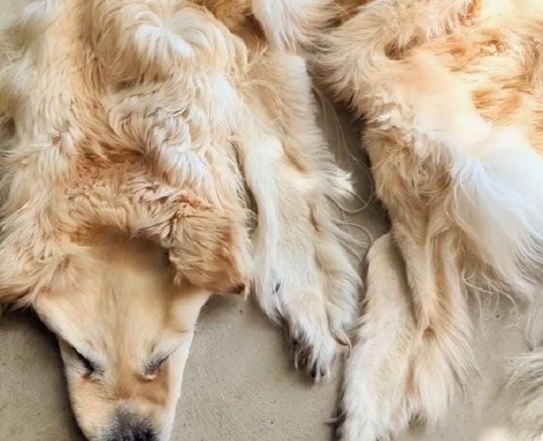 Vídeo: família transforma cachorro de estimação morto em tapete