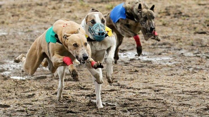 Quatro pessoas serão julgadas por corrida clandestina de cães