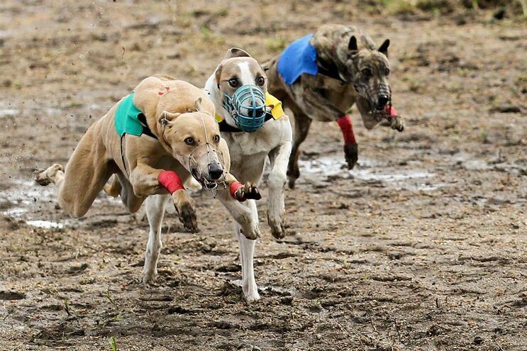 Quatro pessoas serão julgadas por corrida clandestina de cães