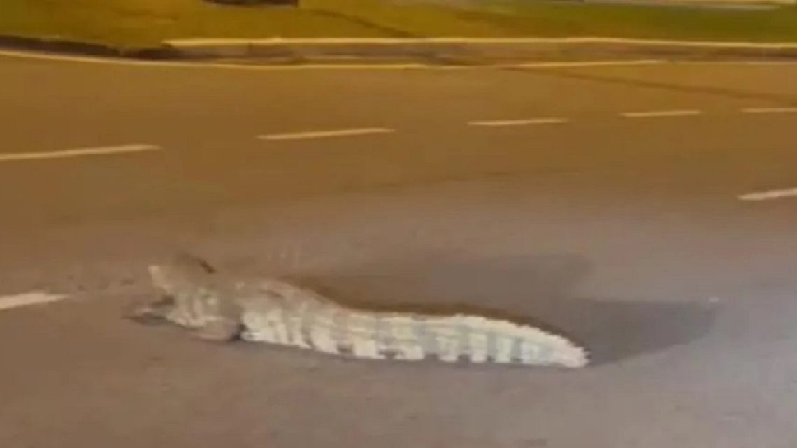 Vídeo: jacaré é flagrado “passeando” pela avenida em SC