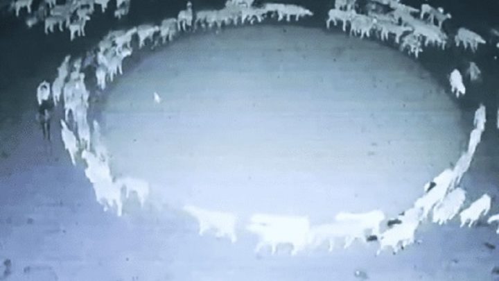 Ovelhas andam em círculos durante 12 dias e vídeo viraliza nas redes