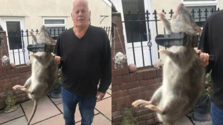 Homem captura rato gigante com tamanho de um bebê humano dentro de sua própria casa