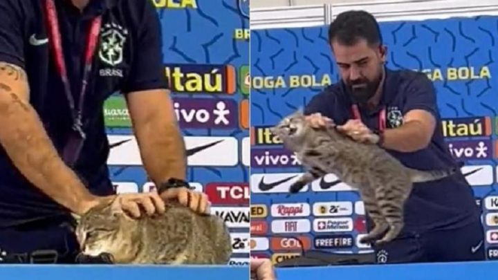 Vídeo: gato rouba cena em entrevista coletiva de Vini Jr e viraliza nas redes