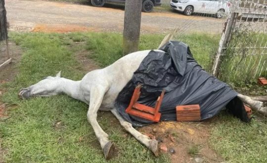 Adolescentes colocam explosivo nas partes íntimas de égua, artefato explode e animal morre