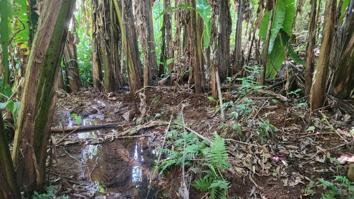 URGENTE: Corpos de crianças são encontrados enterrados em banhado no Oeste de Santa Catarina