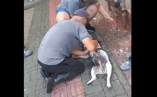 Vídeo: cachorrinha morre após ficar trancada para fora em sacada de prédio em SC