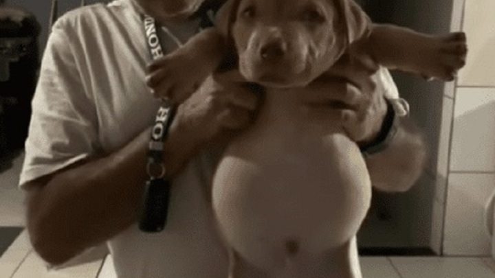 Cachorrinho rasga saco de ração, come além da conta e viraliza nas redes