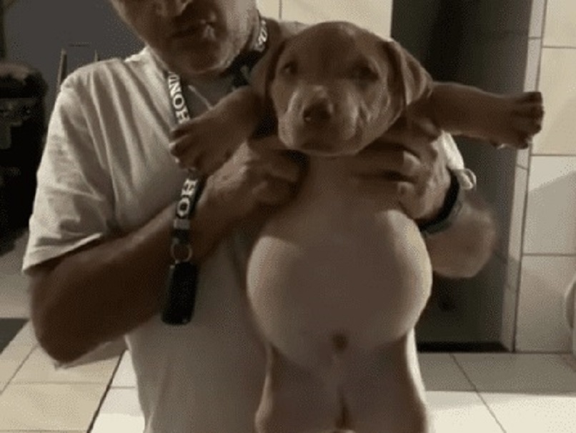 Cachorrinho rasga saco de ração, come além da conta e viraliza nas redes