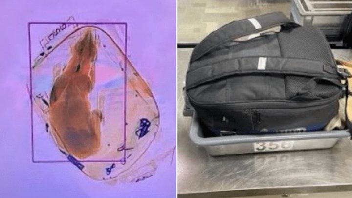Raio-X de aeroporto encontra cachorro dentro de mochila