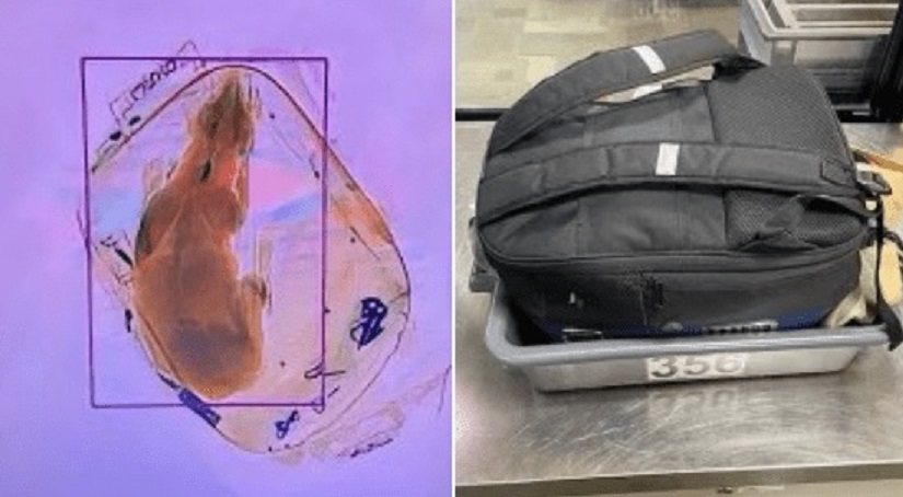 Raio-X de aeroporto encontra cachorro dentro de mochila