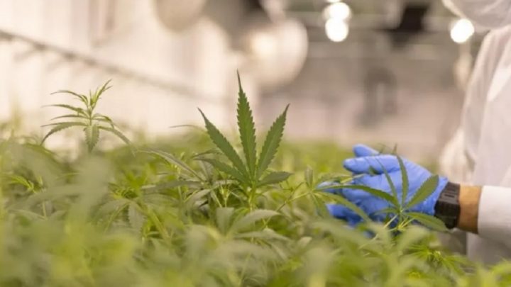 Justiça libera cultivo de cannabis medicinal na UFSC