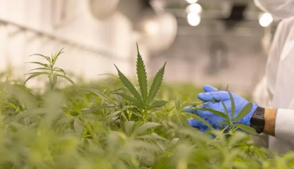 Justiça libera cultivo de cannabis medicinal na UFSC