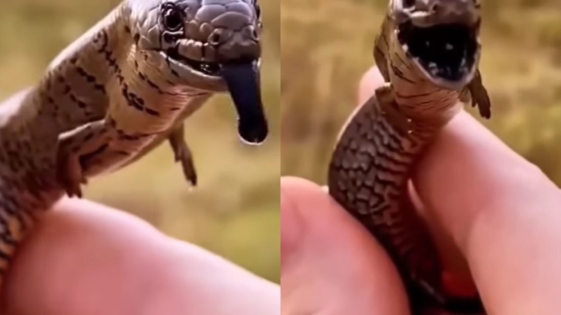 Animal com corpo de cobra e patas chama a atenção nas redes