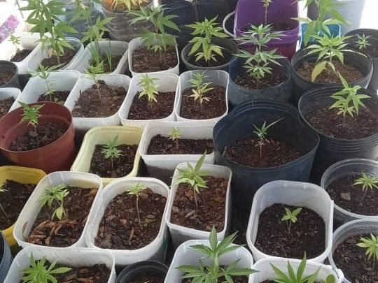 53 pés de maconha são apreendidos em sacada de prédio em SC