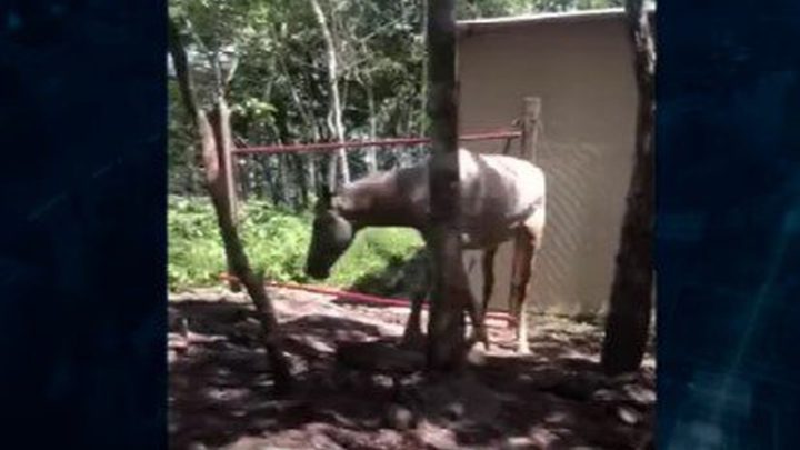 Polícia descobre abatedouro clandestino suspeito de vender carne de cavalo