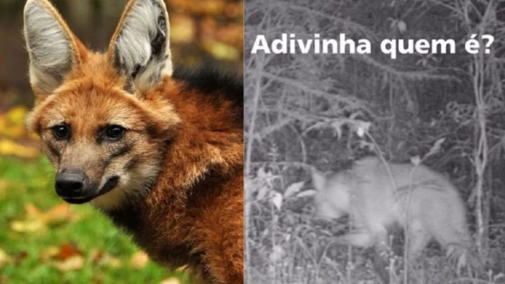 Vídeo: ameaçado de extinção, lobo-guará é visto na Serra Catarinense após 77 anos