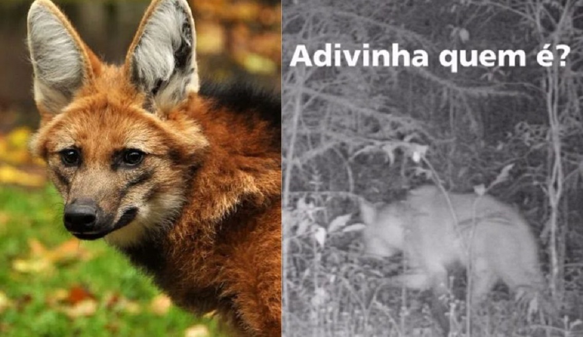 Vídeo ameaçado de extinção, loboguará é visto na Serra Catarinense após 77 anos Notícias