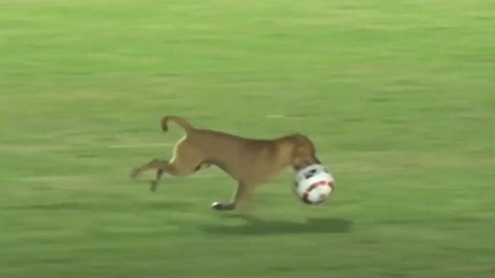 Vídeo: cachorro caramelo invade jogo em SC, tenta roubar a bola e viraliza nas redes
