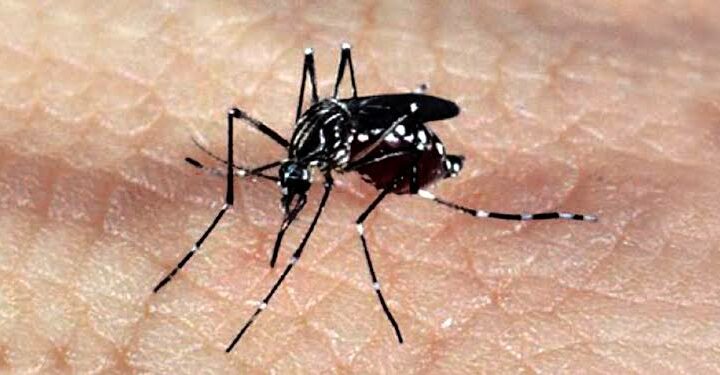 Chapecó registra dois casos de dengue e um de Chikungunya