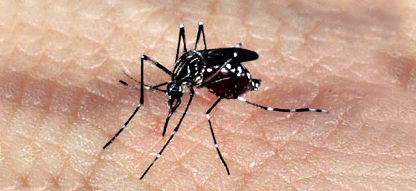 Chapecó registra dois casos de dengue e um de Chikungunya