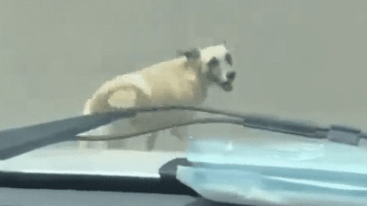 Cachorro segue ambulância após tutor ser socorrido; veja vídeo que viralizou