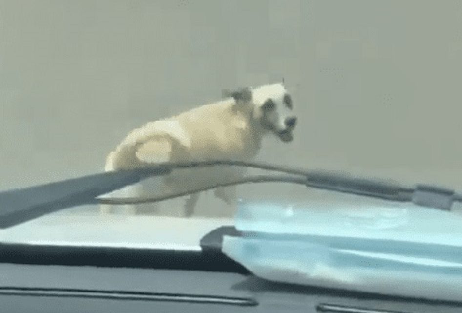 Cachorro segue ambulância após tutor ser socorrido; veja vídeo que viralizou