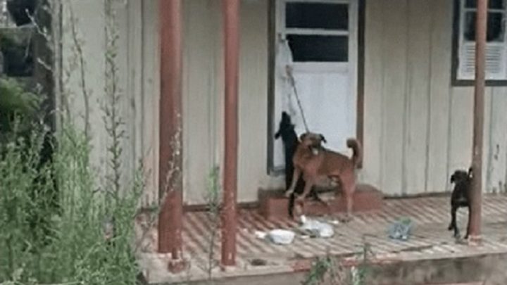 Vídeo: doze cães em situação de maus-tratos são resgatados e tutora acaba presa em SC