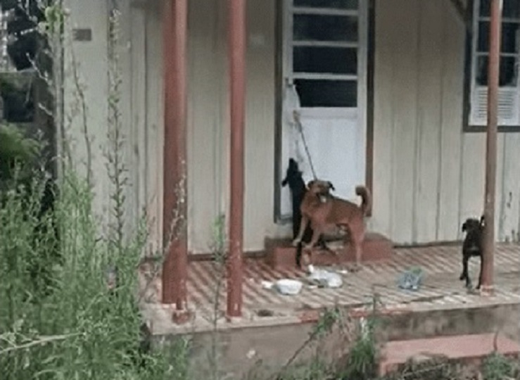 Vídeo: doze cães em situação de maus-tratos são resgatados e tutora acaba presa em SC