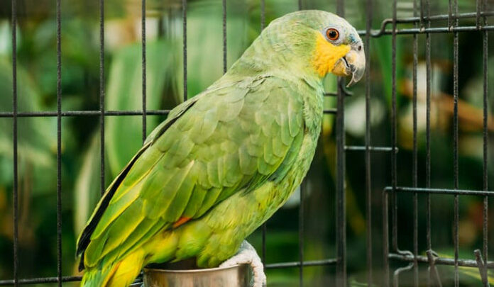 Família oferece recompensa de R$ 500,00 por informações de papagaio furtado