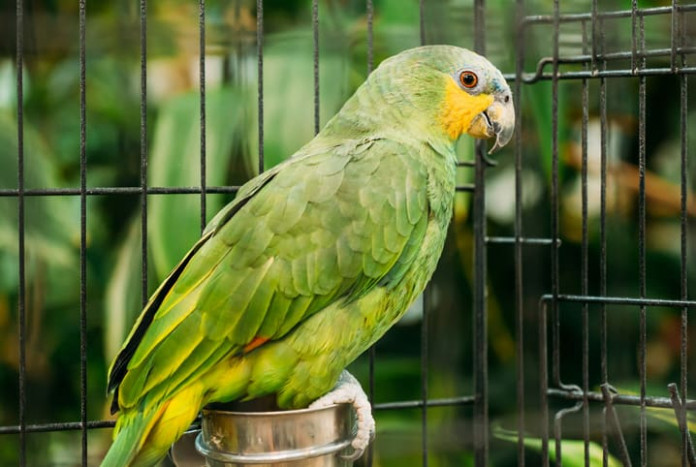 Família oferece recompensa de R$ 500,00 por informações de papagaio furtado