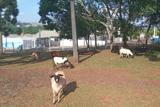 Ovinocultura é alternativa para jovens que cumprem medida socioeducativa no oeste de SC