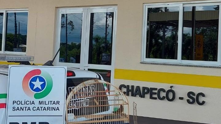 Homem é preso pela PMRv em Chapecó por transportar pássaro silvestre