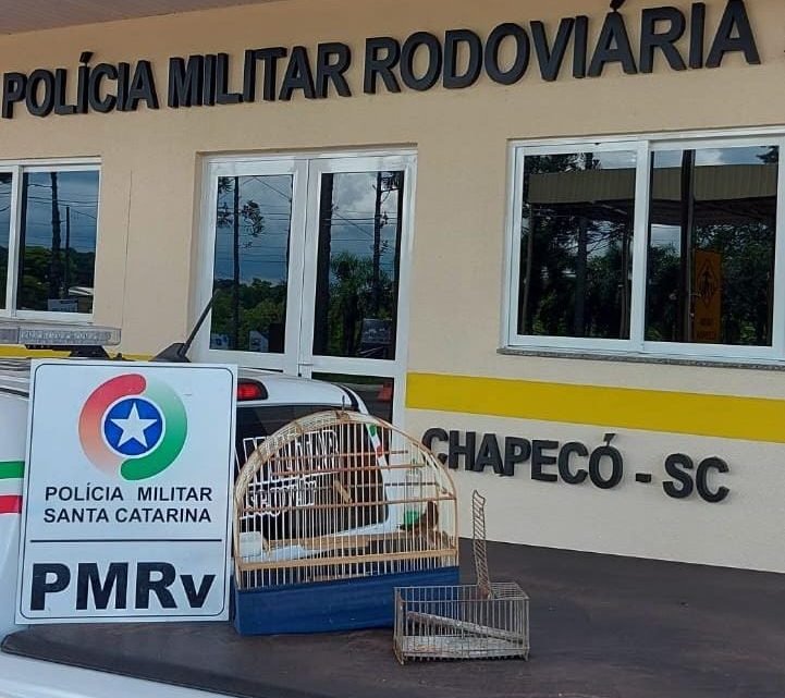 Homem é preso pela PMRv em Chapecó por transportar pássaro silvestre