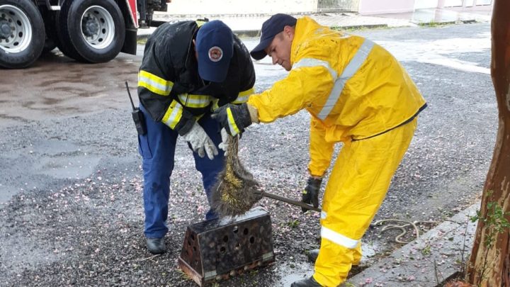 Fotos: animal inusitado sobe em árvore e mobiliza bombeiros em SC