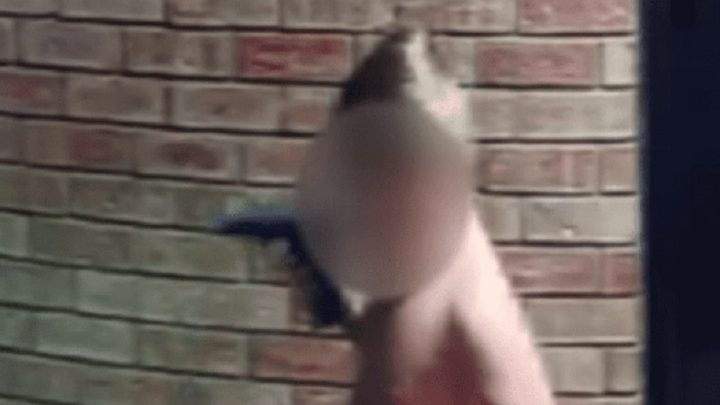 Vídeo chocante: bebê brinca com arma carregada do pai