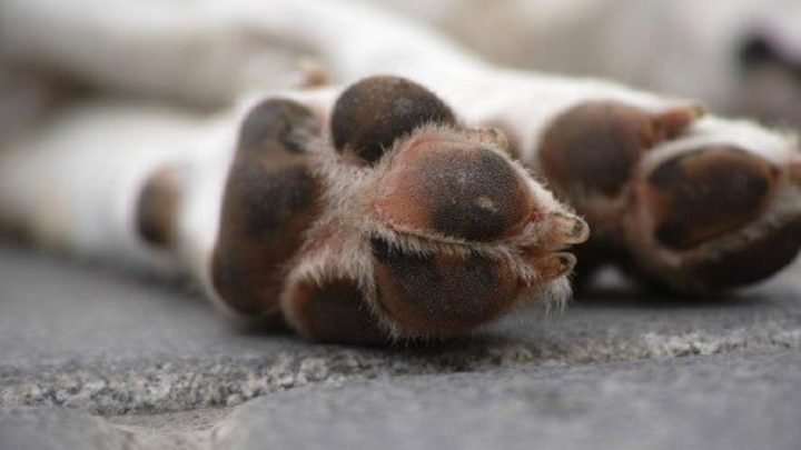 Homem é condenado por deixar cachorros sem água, comida e em lugar insalubre