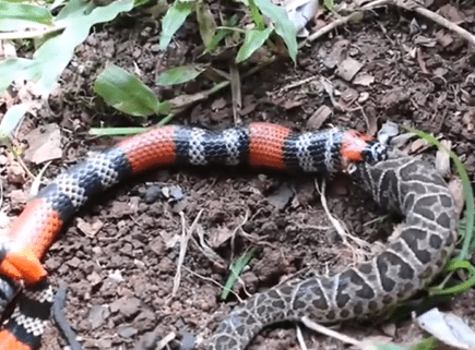 Vídeo: cena de coral devorando outra cobra viraliza e biólogo explica