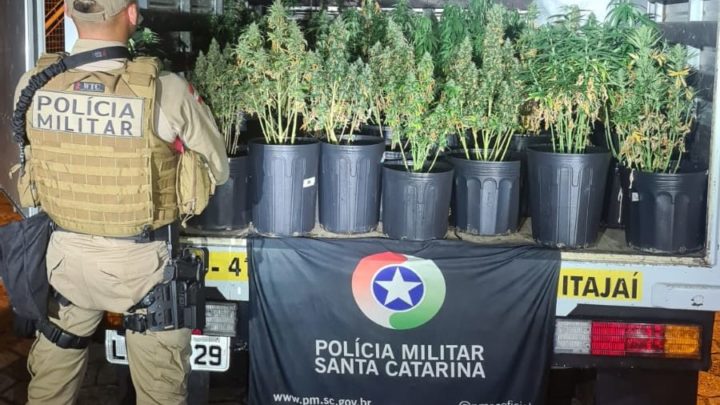 Vídeo: plantação de “super maconha” é apreendida em SC