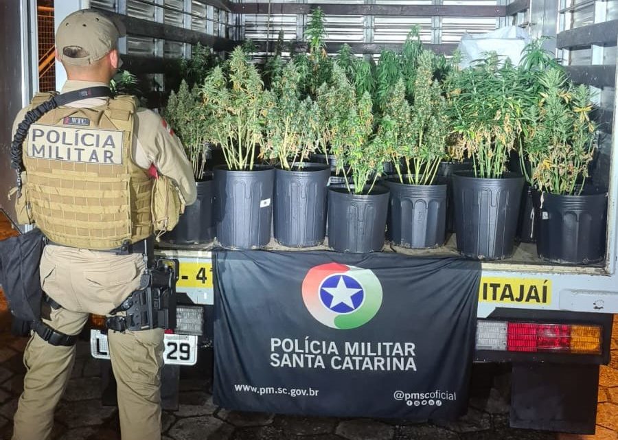 Vídeo: plantação de “super maconha” é apreendida em SC