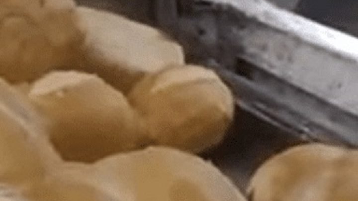 Vídeo: rato é flagrado fazendo ‘lanche’ dentro de estufa de pães de supermercado
