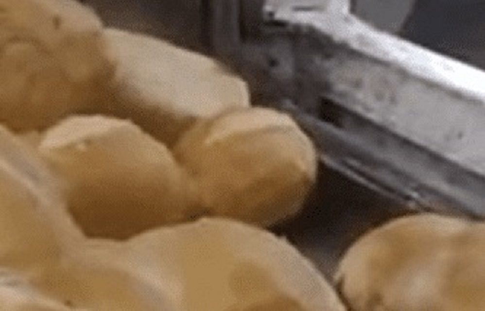 Vídeo: rato é flagrado fazendo ‘lanche’ dentro de estufa de pães de supermercado
